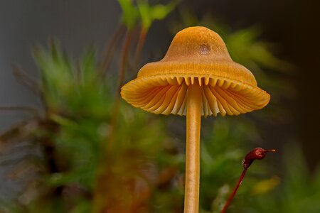 Forest mushroom disc fungus fungal species