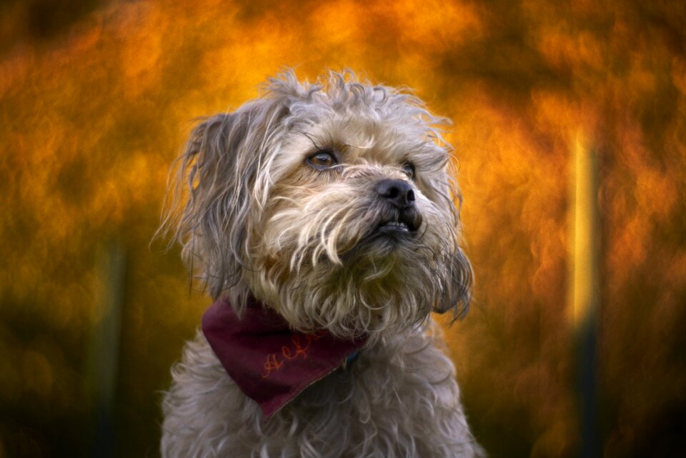 Swirly bokeh swirly dog