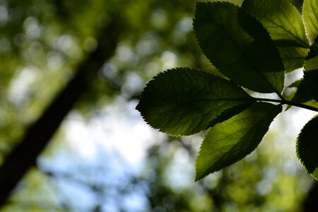 Plant of course light
