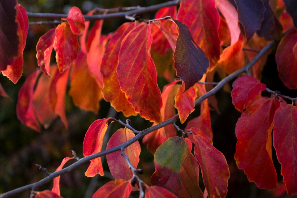 Nature fall color colorful