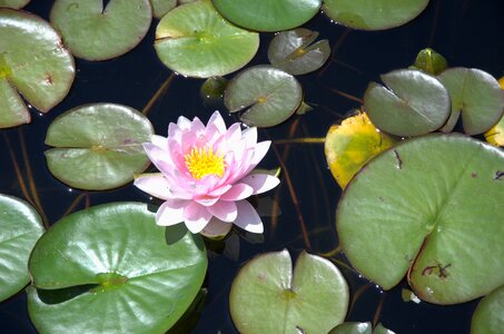 Lotus pond nature photo