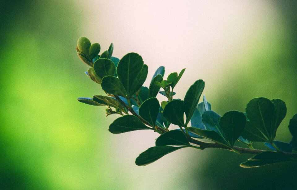 Nature plant foliage