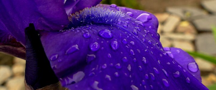 Purple petals detail