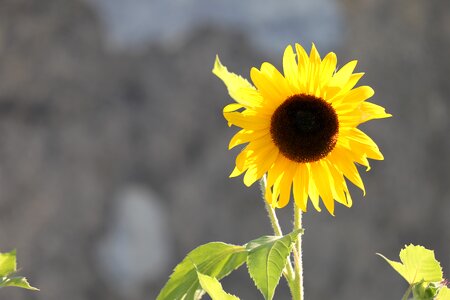 Yellow green summer