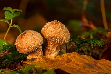 Umbrinum forest floor fungal species photo