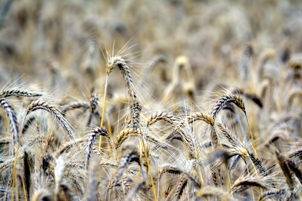 Corn stalks cornfield agriculture