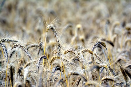 Corn stalks cornfield agriculture