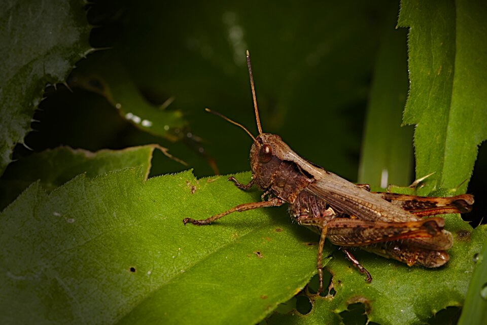 Insect macro summer