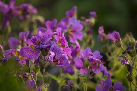 Summer garden purple flower photo