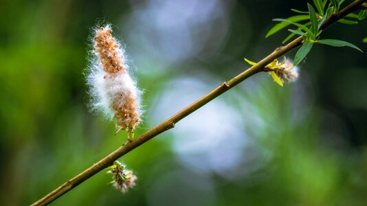 Spring bush summer photo