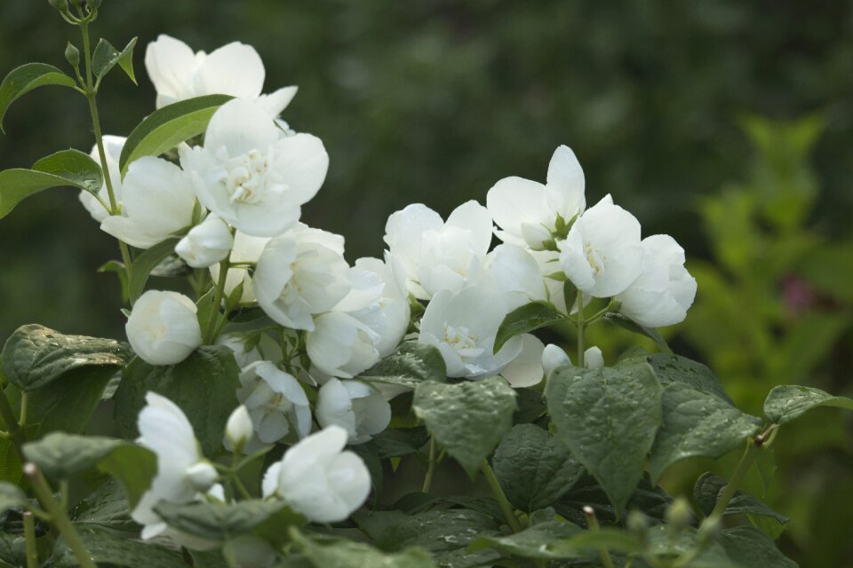 Nature flowering white flower