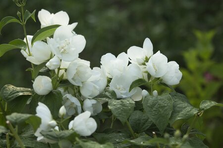 Nature flowering white flower photo