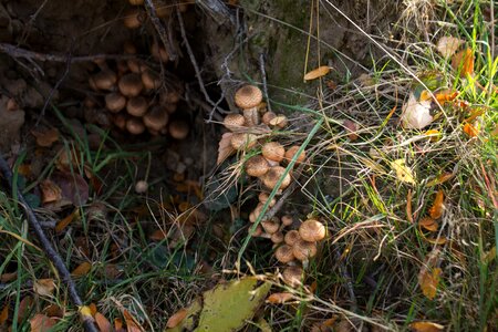Mushrooming storm damage tree stump