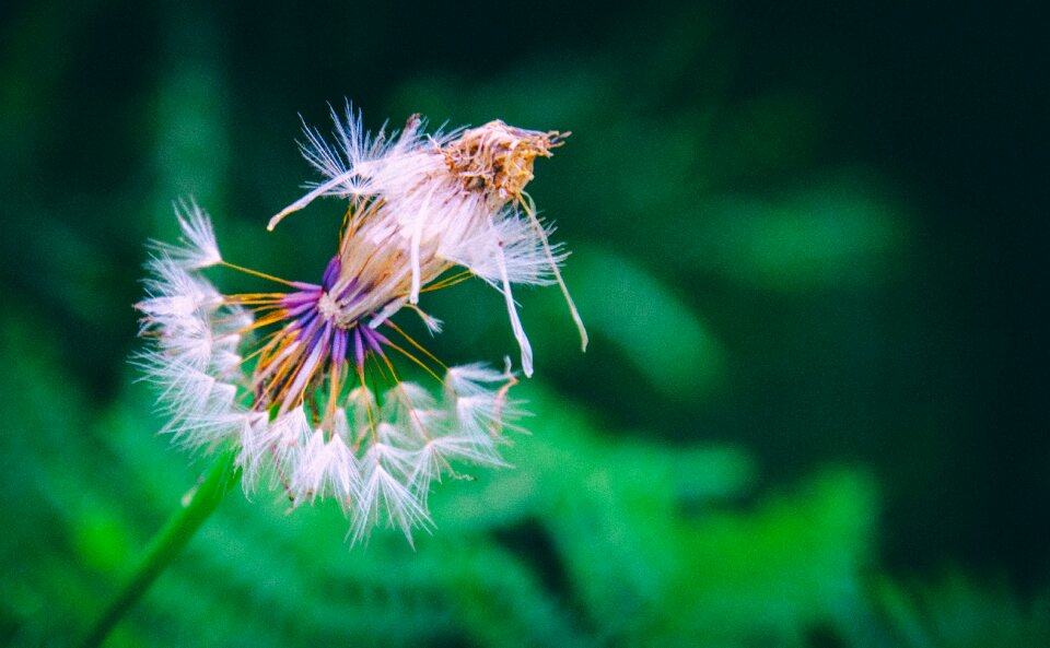 Nature plant summer