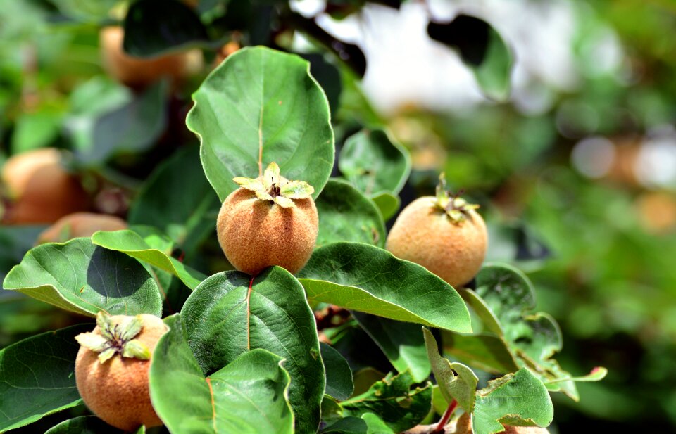 Pome fruit plant tree