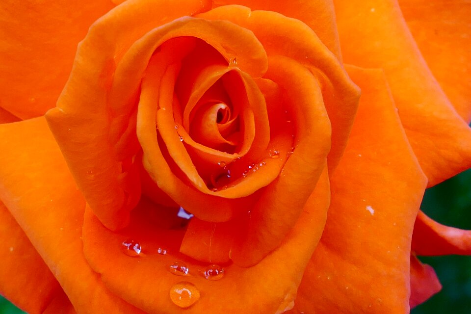 Garden drops flower