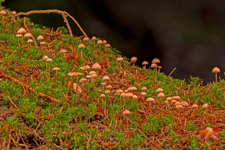 Mushrooms moss sponge photo