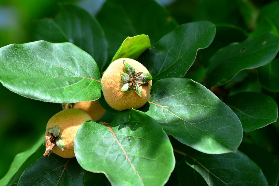 Pome fruit plant tree