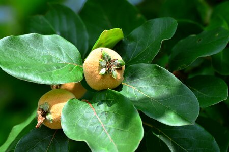 Pome fruit plant tree