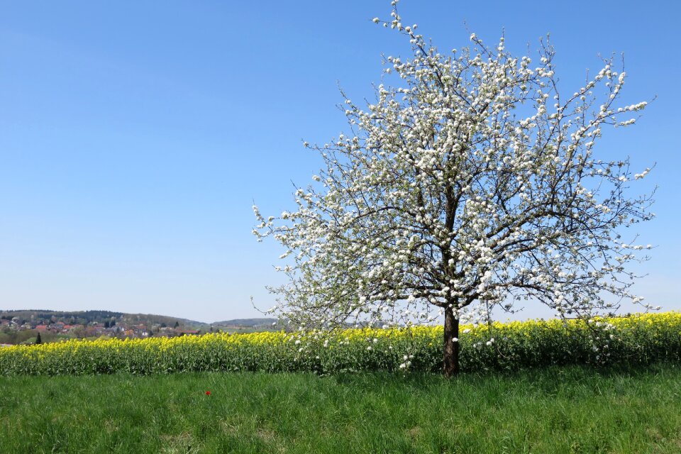 Spring nature blue sky