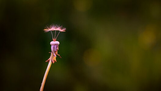 Nature fluff flower
