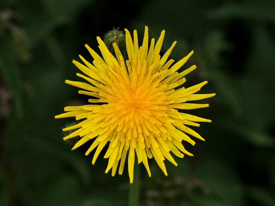 Yellow flower dandelion