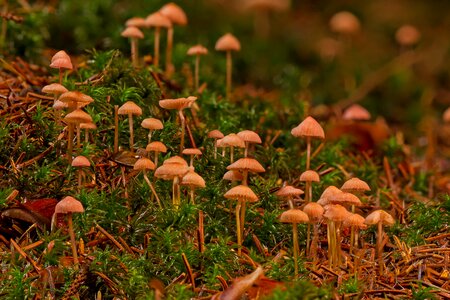 Mushrooms moss sponge