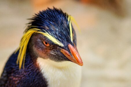 Bill feathers cute