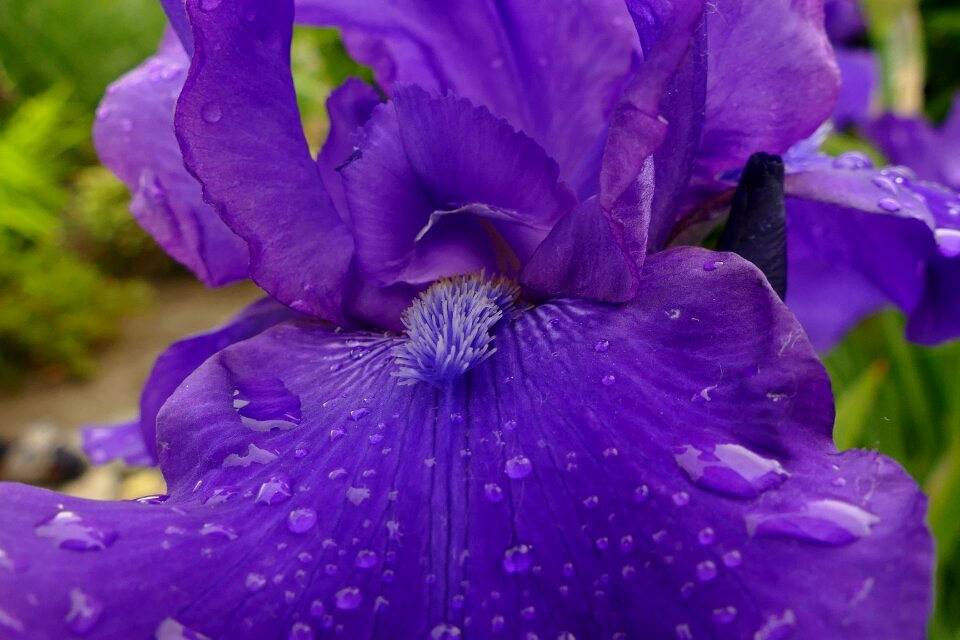 Purple petals detail