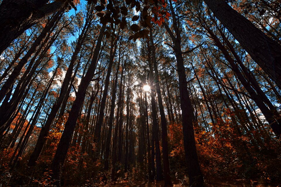 Sun autumn forest