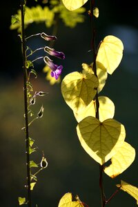 Light green leaves structure climber plant