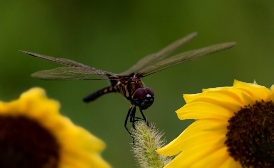 Insect yellow green photo