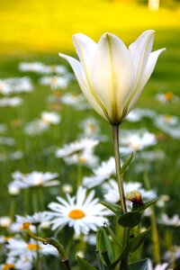 Garden flowers petals