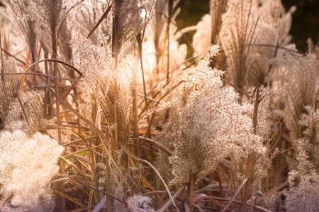 Pollen allergy plant