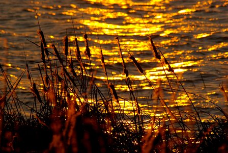 Cattail nature reed