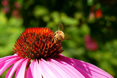 Nature flower garden photo