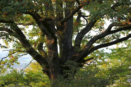 Nature big tree forest