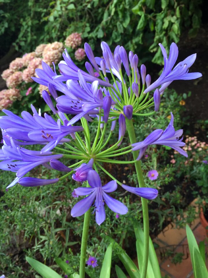 Bloom ornamental plant garden