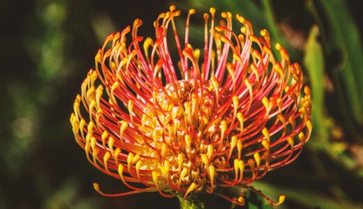 Blossom plant nature