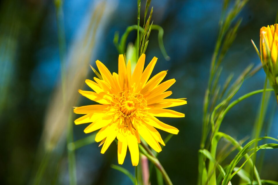 Grass nature plant