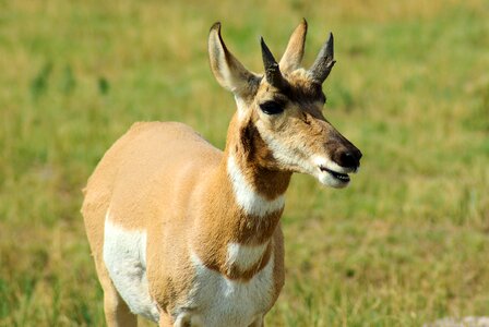 Grass wildlife animal