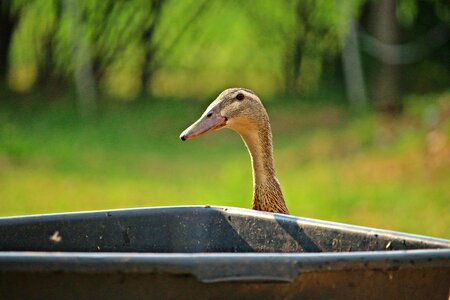 Water animal water bird
