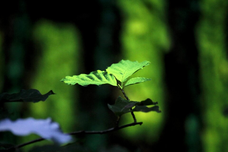 Land-art forest art leaf