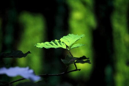 Land-art forest art leaf