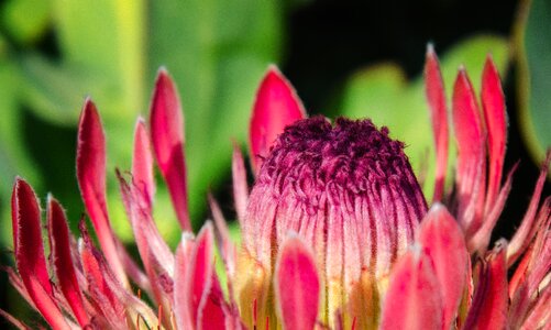 Blossom plant nature
