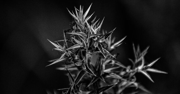 White black flora
