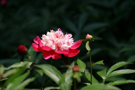 Garden leaf flower garden
