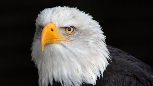 Bald eagle head predator