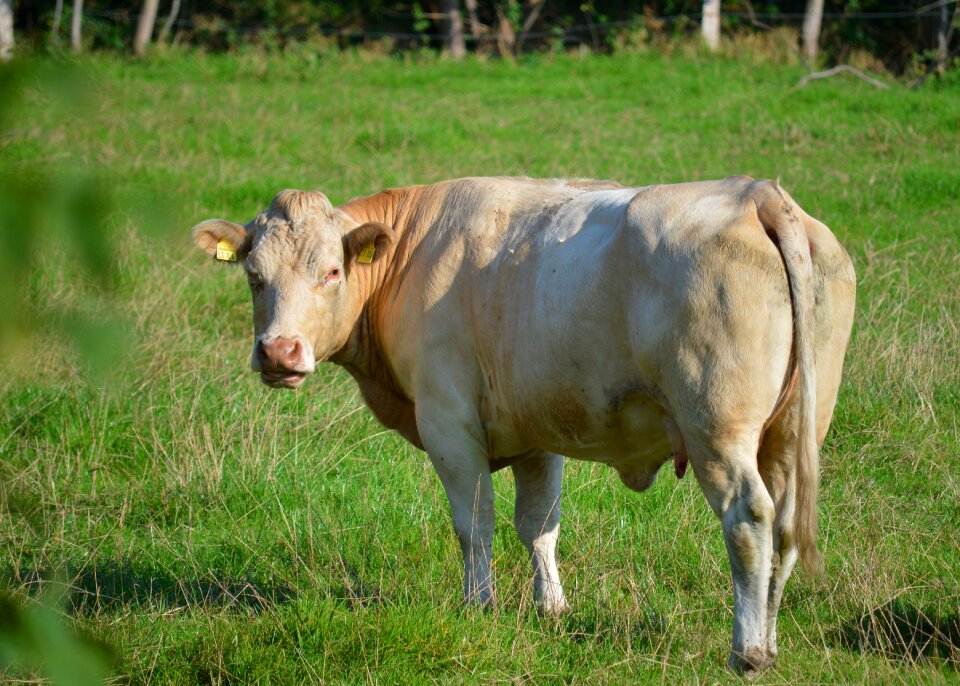 Animal pasture summer