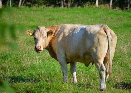 Animal pasture summer